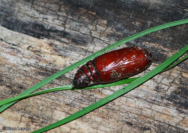 Moth chrysalis