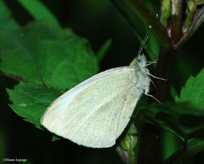 Cabbage white (Pieris rapae)