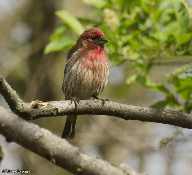 House Finch