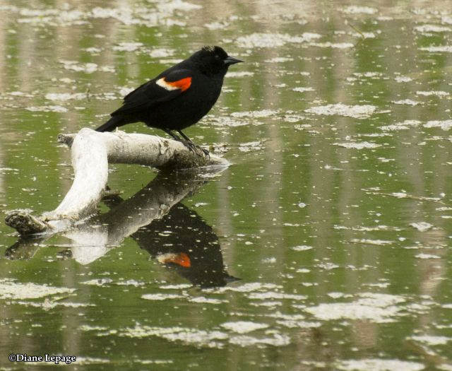 Red-winged blackbird, male