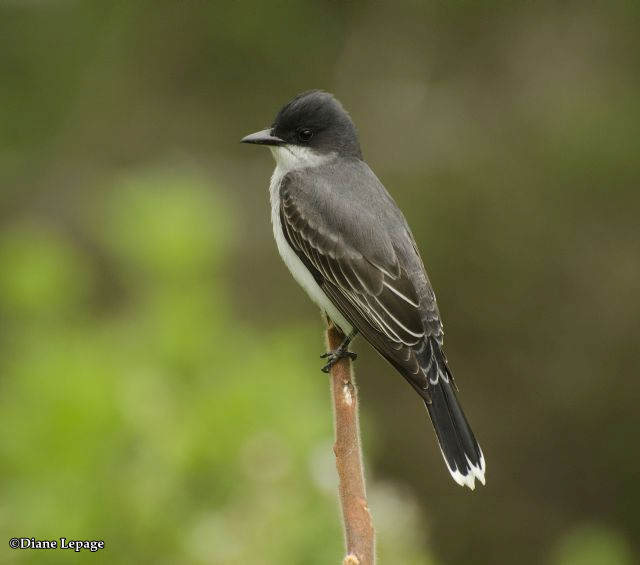 Eastern Kingbird 