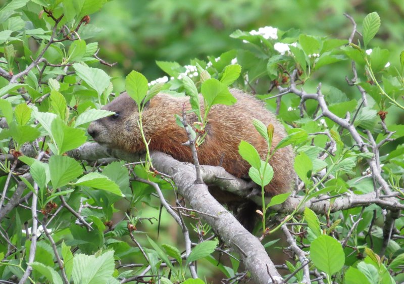 Tree-hog?