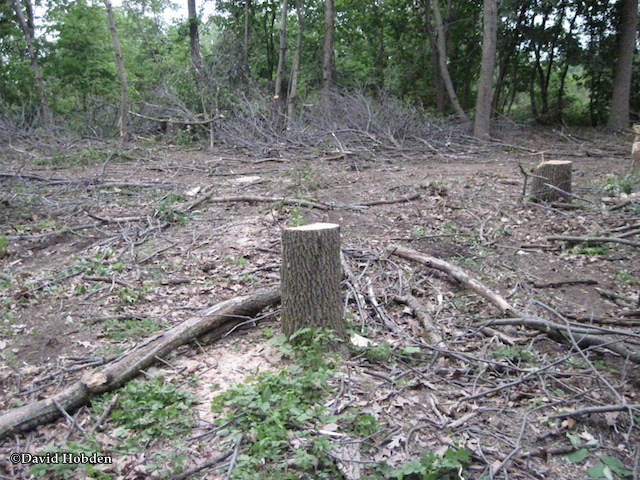Ash woods destruction