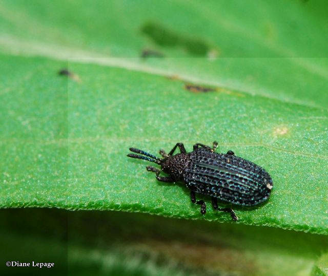 Leaf-mining beetle Microrhopala excavata)