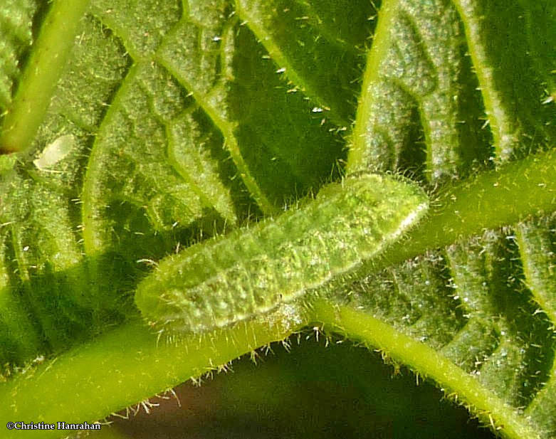 Banded hairstreak butterfly larva (Satyrium calanus)