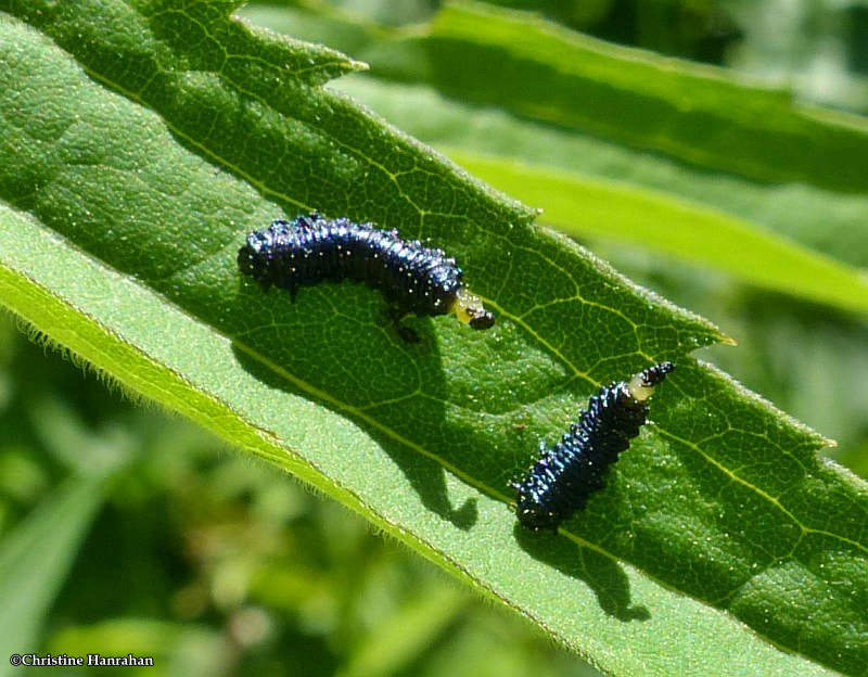 Goldenrod leaf beetle larvae (Trirhabda borealis)