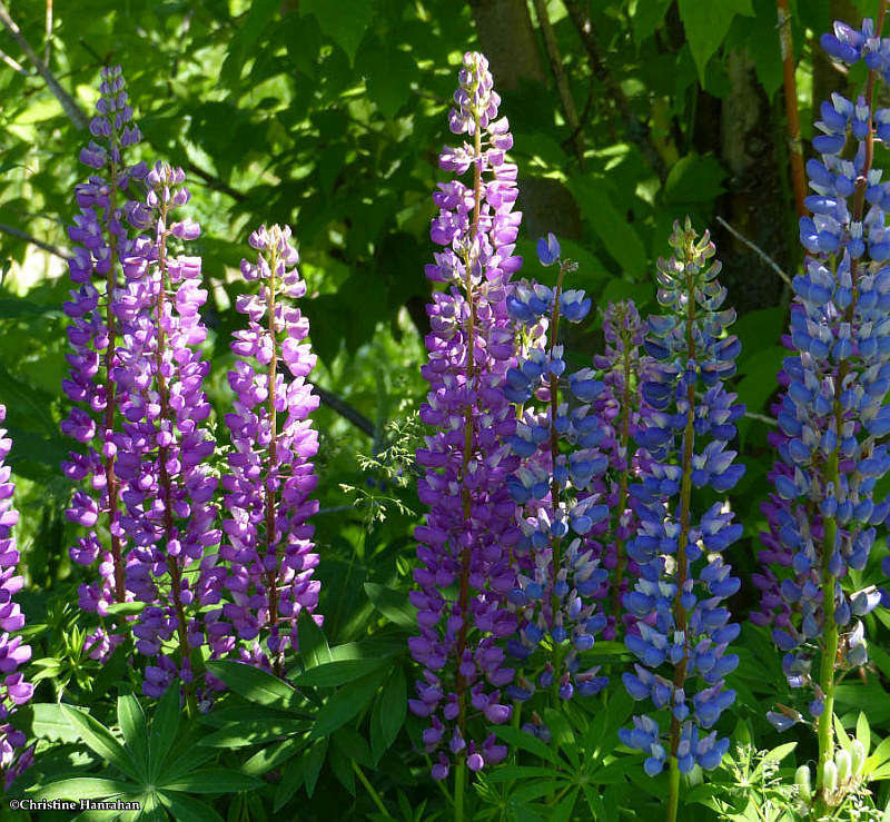 Lupines (Lupinus)