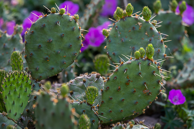 Eastern Prickly Pear Cactus (<em>Opuntia humifusa</em>)