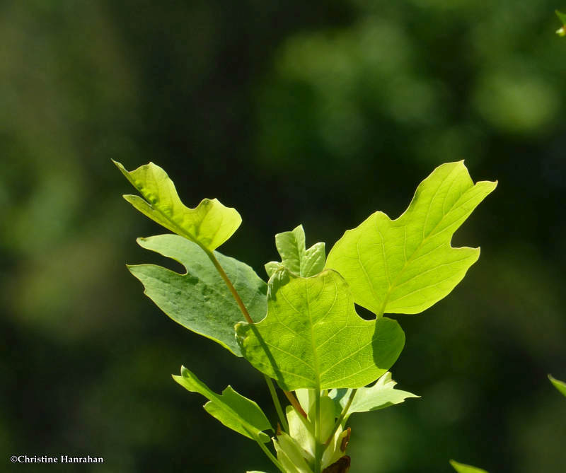 Tulip tree ( Liriodendron tulipifera)