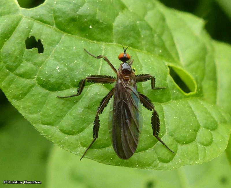 Dance fly (Rhamphomyia longicauda), female