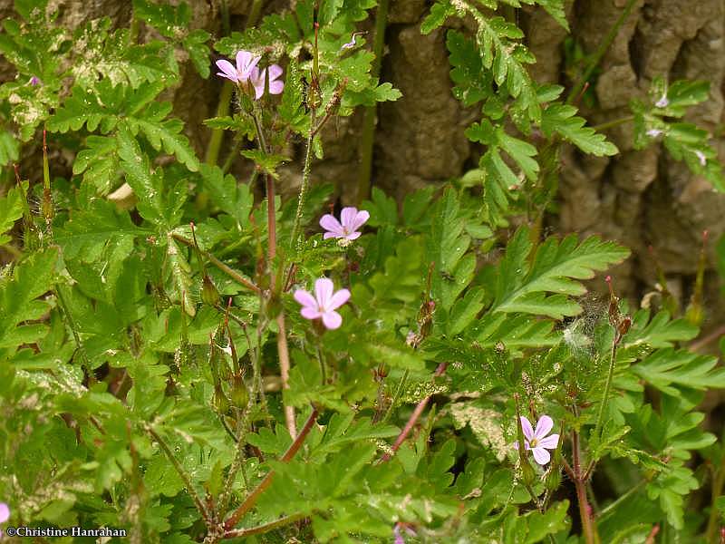 Herb robert (Geranium robertianum)