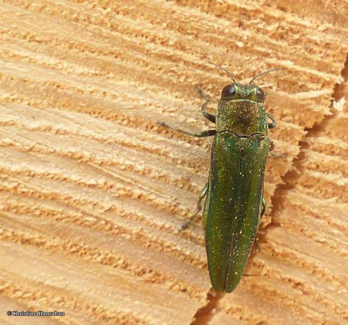 Emerald ash borer  (Agrilus planipennis)