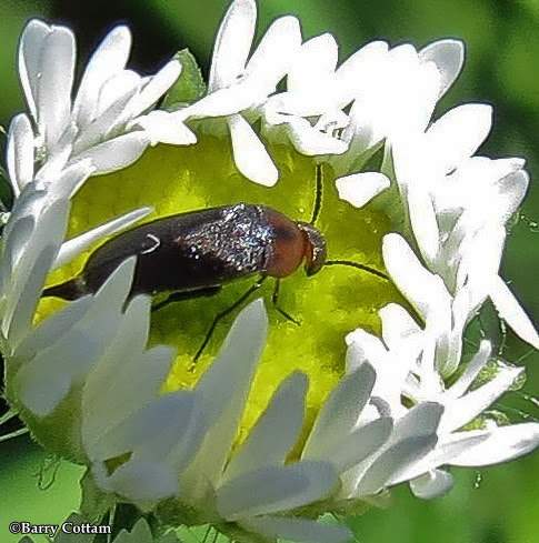 Tumbling flower beetle (Mordellistena  cervicalis)