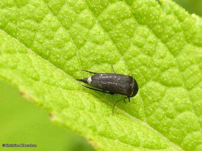 Tumbling flower beetle (Mordella)