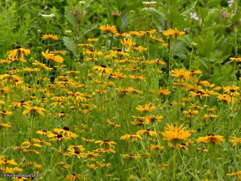 Rudbeckia