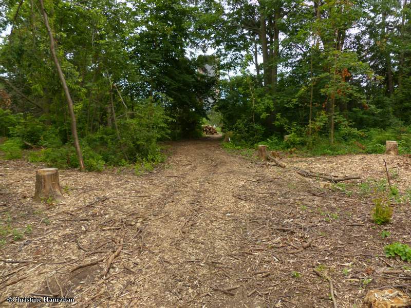 Clearing of the old woods