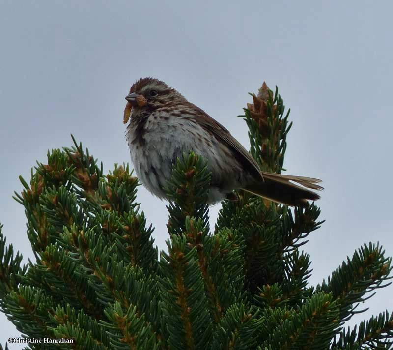 Song sparrow carrying food