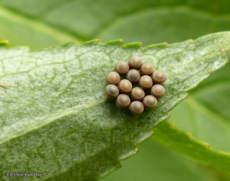 Stinkbug eggs (Pentatomidae)