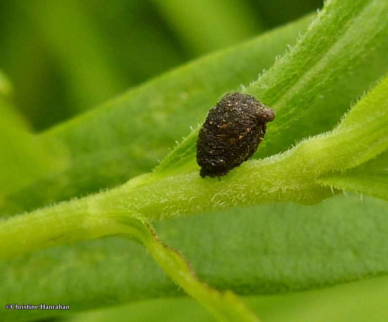 Case of casebearing beetle larva