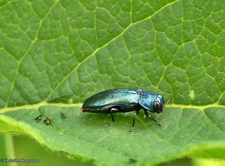 Buprestid beetle (Agrilus)