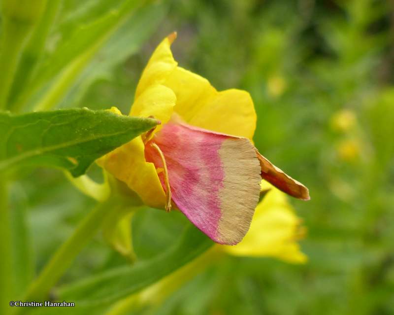 Evening primrose moth (Schinia florida)