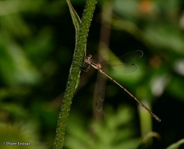 Slender spreadwing (Lestes rectangularis)