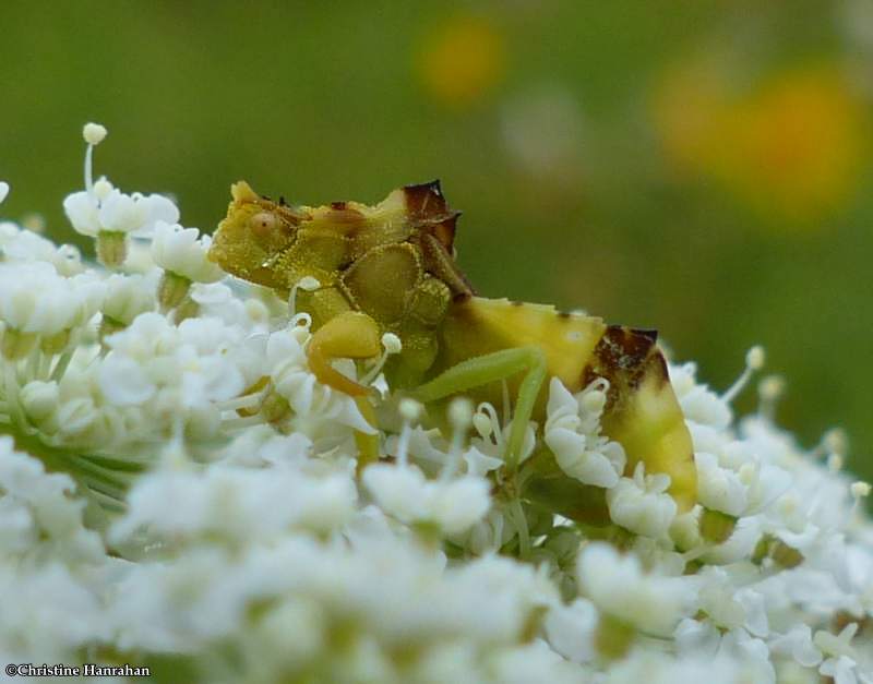 Ambush bug (Phymata)