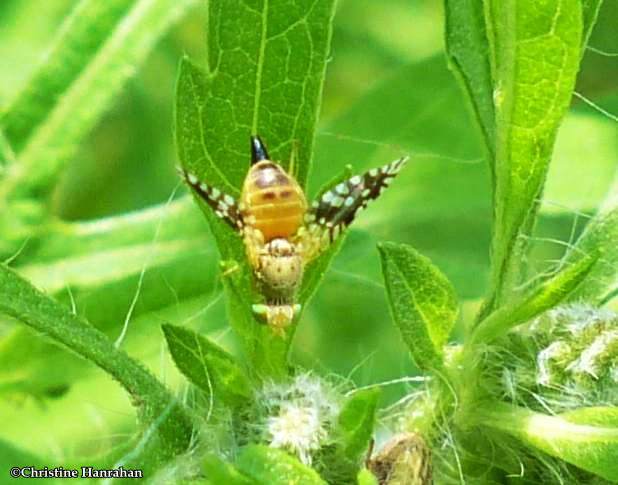 Ragweed fly (Euaresta bella)