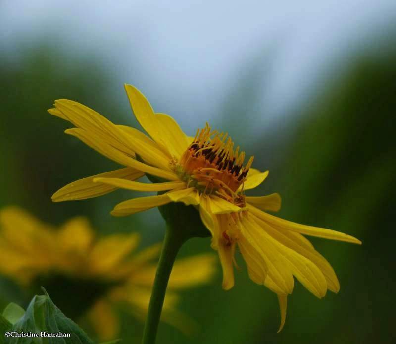 Cup plant (Silphium perfoliatum)