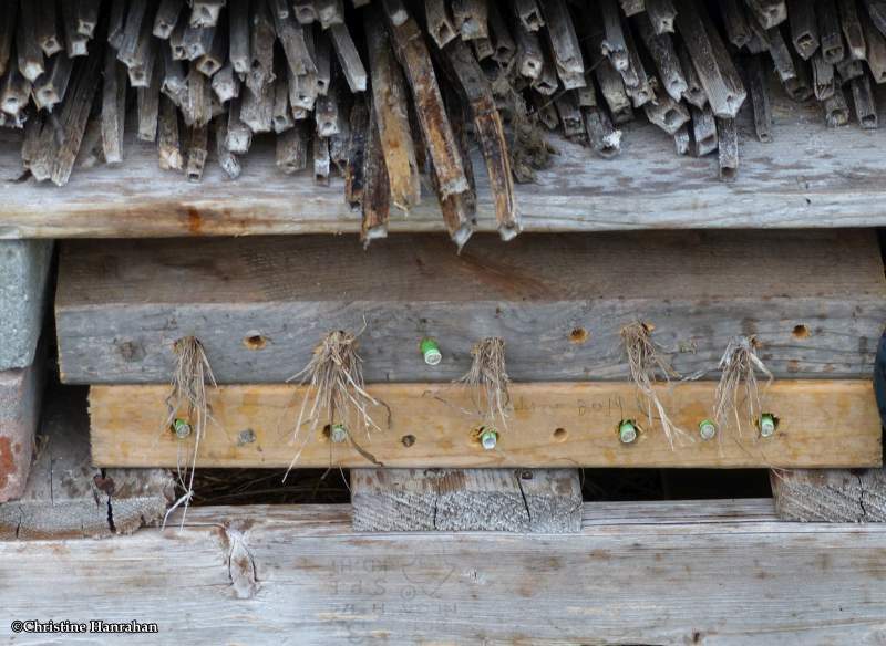 Grass-carrying Wasp nests (Isodontia mexicana)