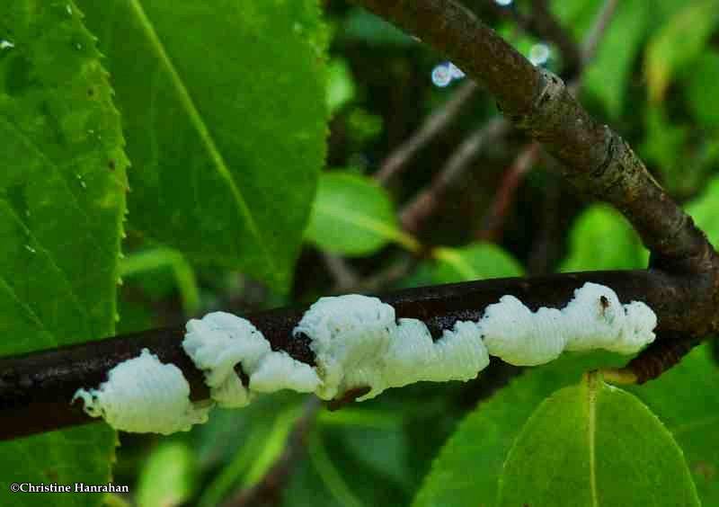 Egg masses of the Enchenopa treehopper