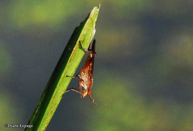 Marsh fly (Sciomyzidae)