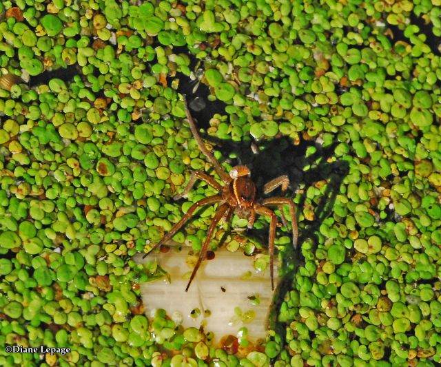 Nursery web spider (Pisaurina mira)