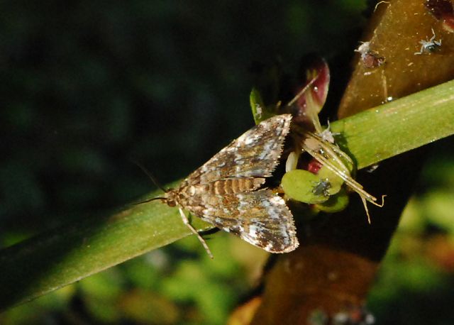 Waterlily Borer moth (<em>Elophila gyralis</em>)