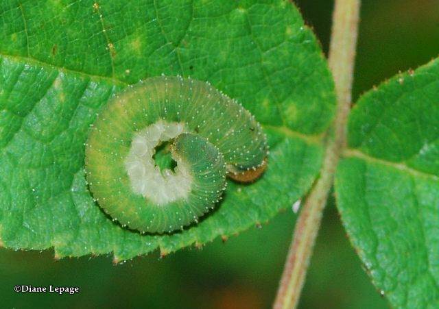 Curled Rose Sawfly (<em>Allantus cinctuss</em>)