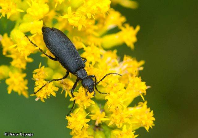 Blister beetle  (Epicauta sp.)