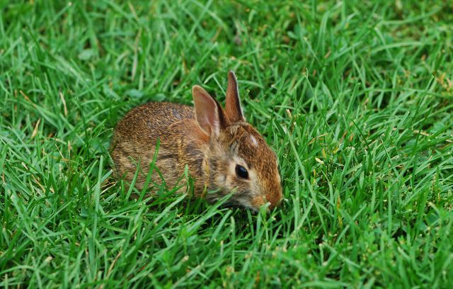 Eastern cottontail 