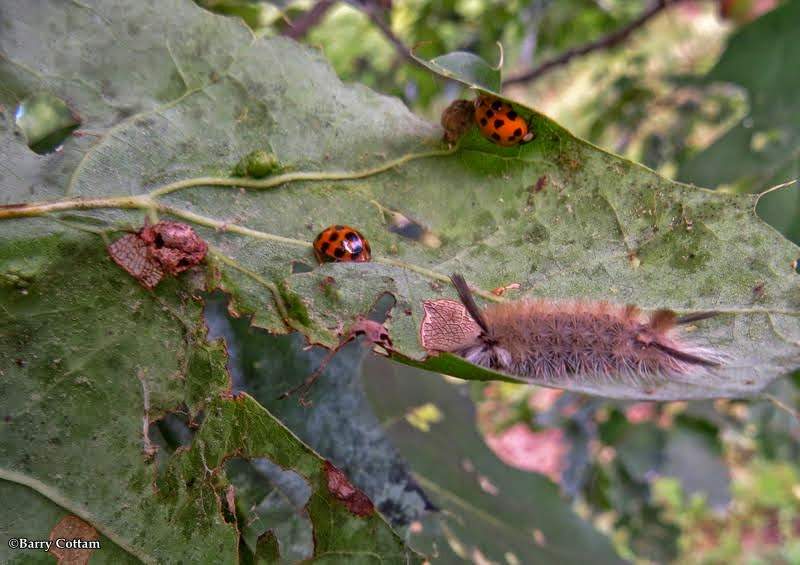 Banded tussock caterpillar and asian lady beetles
