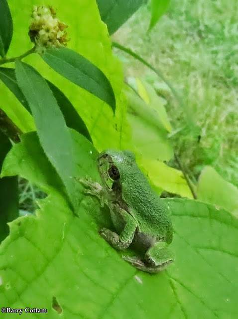Gray treefrog (Hyla versicolor)