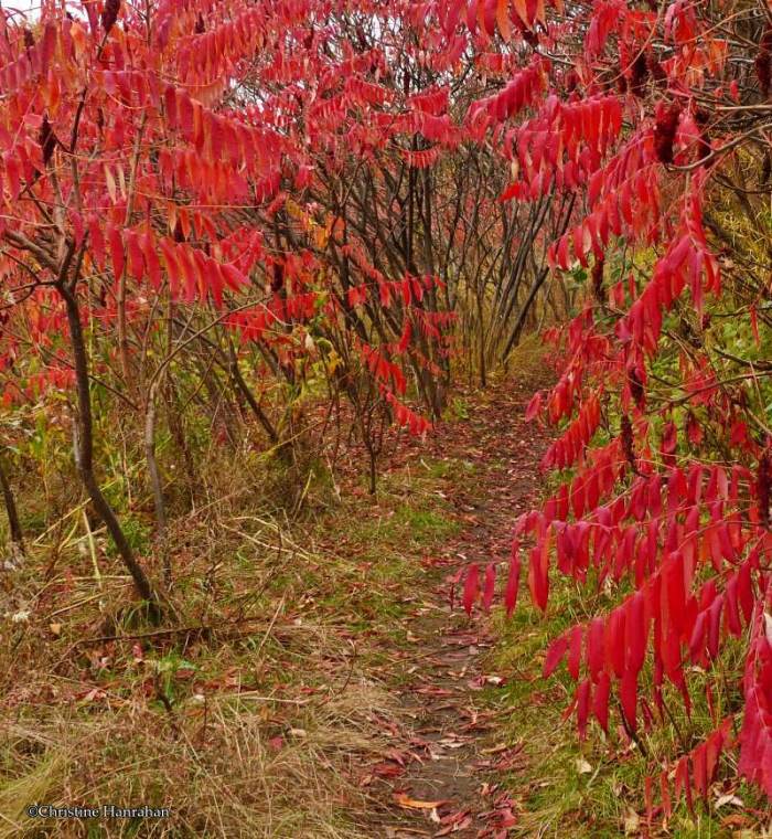 A trail at the Fletcher Wildlife Garden