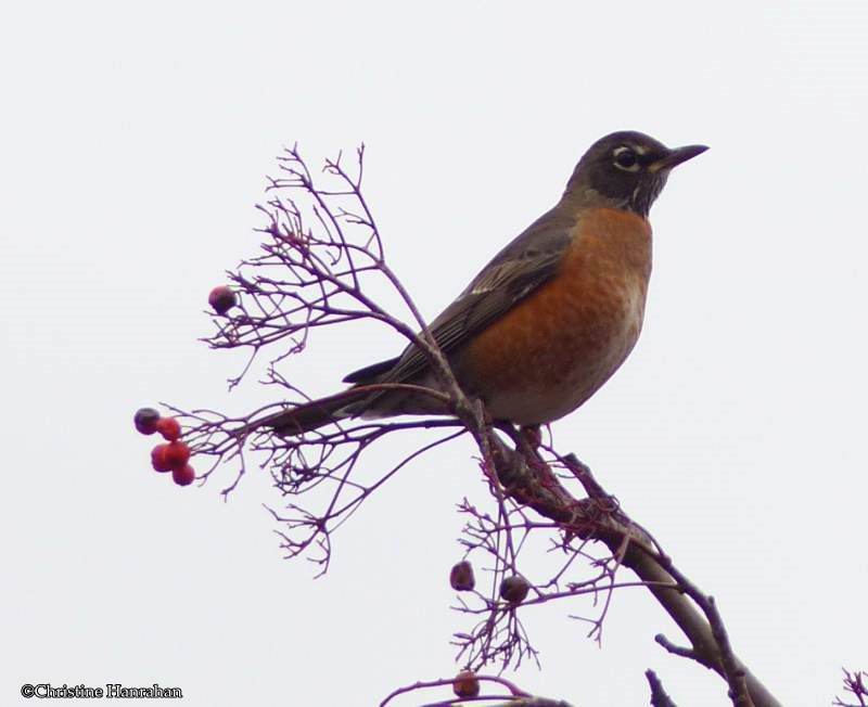 American Robin