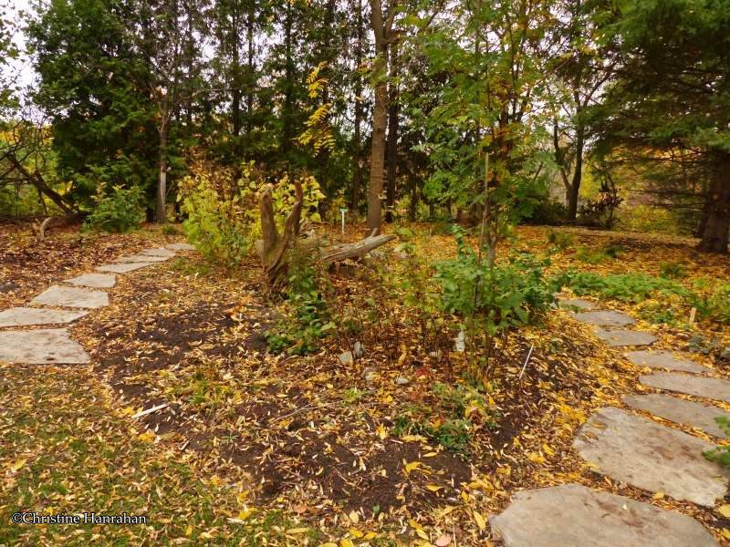 The newly created Bill Cody Fern Garden