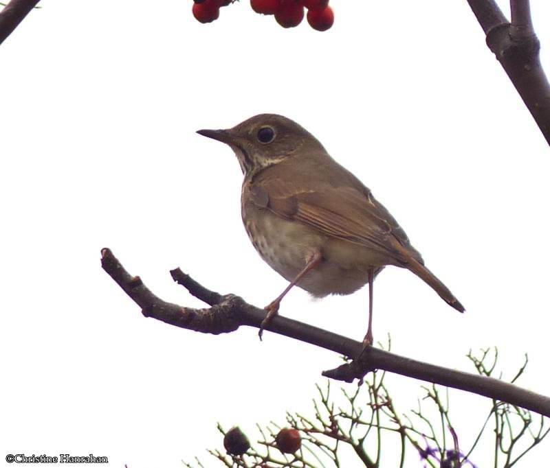 Hermit thrush