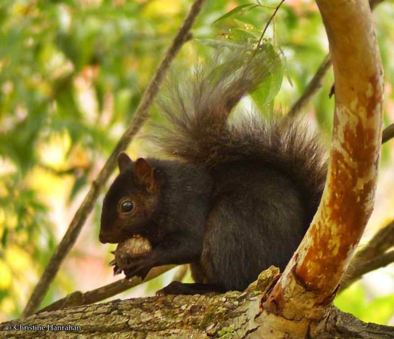 Grey squirrel, black phase