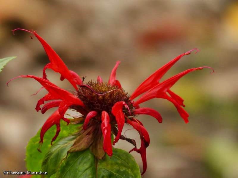 Monarda