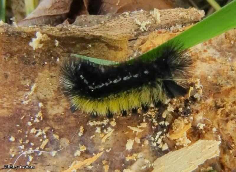 Virginia ctenucha caterpillar (Ctenucha virginica)