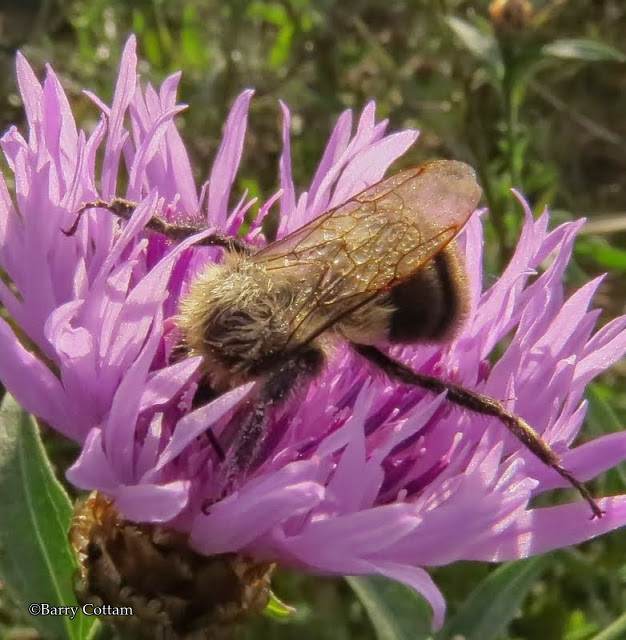 Bumble bee on knapweed