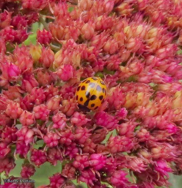 Asian ladybeetle (Harmonia axyridis)