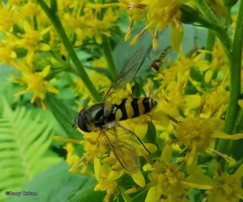 Hover fly, probaby Syrphus sp.