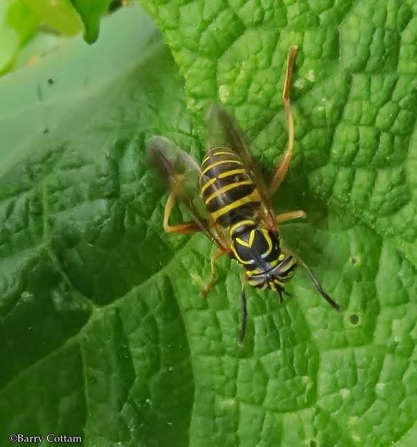 Hover fly (Spilomyia longicornis)